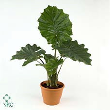 Alocasia Portodora Elephant Ear Plant – 32cm Pot