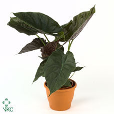Alocasia Wentii Elephant Ear – 32cm Pot, 170cm Tall
