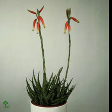 Aloe humilis – 5.5cm Pot