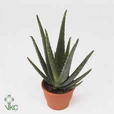 Aloe Vera ‘Verini’ – 10.5cm Pot