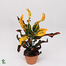 Large-Leaved Croton (Codiaeum variegatum) – 30cm Pot