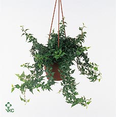 Hedera helix Ivy – 17cm Pot