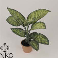 Dieffenbachia ‘Tropic Jewel’ (Dumb Cane) – 35cm Pot, 100cm High