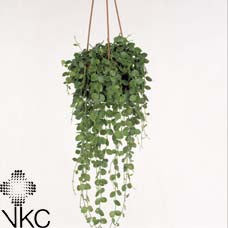 Dischidia ‘Nu Shelly’ – 10cm Hanging Pot