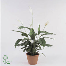 White Peace Lily (Spathiphyllum) – 17cm Pot