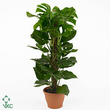 Swiss Cheese Plant (Monstera deliciosa) – 24cm Pot, 150cm Tall