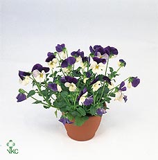 Viola Cornuta Garden Plant – 23cm Pot