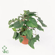 Homalomena ‘Ru Maggy’ – 24cm Pot, Approx. 90cm