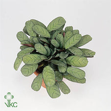 Ctenanthe Amagris Prayer Plant – 12cm Pot