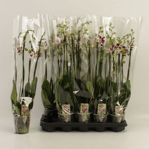 Phalaenopsis Orchid – 4 Stem, 12cm Pot, 70cm Tall