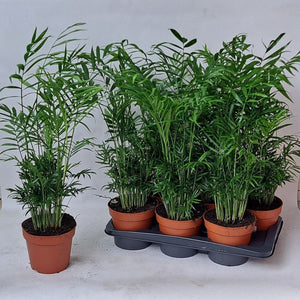 Parlour Palm (Chamaedorea elegans) – 17cm Pot