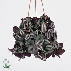 Tradescantia Zebrina – 9cm Pot
