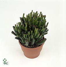 Crassula ‘Hobbit’ Jade Plant – 8.5cm Pot