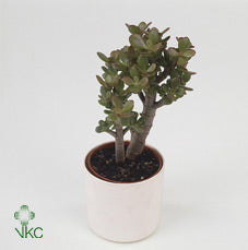 Crassula Succulent – 10.5cm Pot