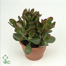 Crassula ‘Sunset’ Succulent – 10.5cm Pot