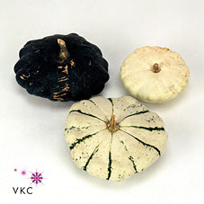 Patisson Mix Ornamental Squash – 8 Pack