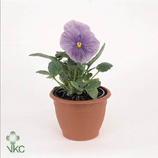 Light Blue Garden Viola (Viola × wittrockiana) – 11cm Pot