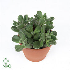 Variegated Cotyledon ladismithiensis – 10.5cm Pot