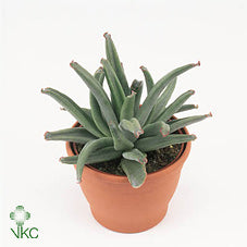 Cotyledon Octopus Succulent – 12cm Pot