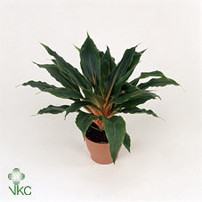 Green and Orange Spider Plant (Chlorophytum) – 12cm Pot