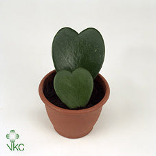 Sweetheart Plant (Hoya kerrii) – 6cm Pot, 11cm High