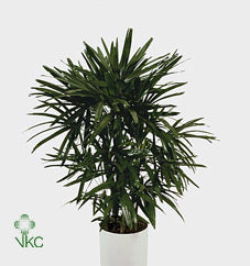 Lady Palm (Rhapis excelsa) – 29cm Pot, 120cm High