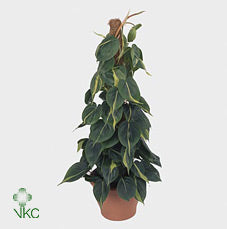 Philodendron Brasil (Philodendron scandens) – 24cm Pot