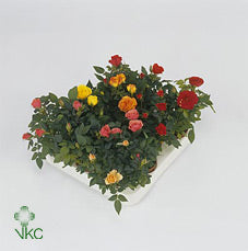 Mixed Mini Rose Plant (Rosa) – 7cm Pot