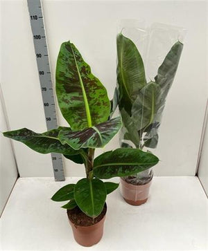 Dwarf Cavendish Banana Plant (Musa) – 35cm Pot
