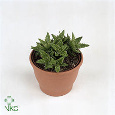 Aloe squarrosa – 5.5cm Pot