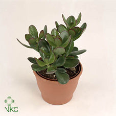 Jade Plant (Crassula ovata) – 8.5cm Pot