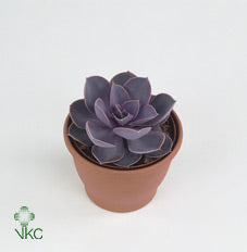 Red Ruby Echeveria Succulent – 12cm Pot
