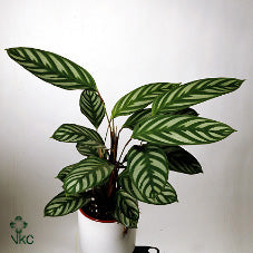 Ctenanthe Oppenheimiana – 24cm Pot, 170cm Tall