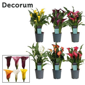 Mixed Zantedeschia Calla Lily – 12cm Pot