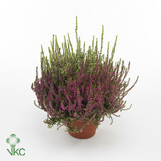 Red Heather (Calluna vulgaris) – 10.5cm Pot