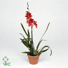 Burrageara Nelly Isler Red Velvet Orchid – 12cm Pot