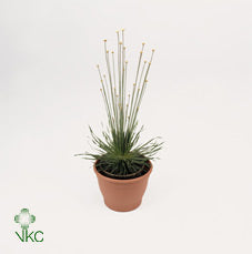 Mikado Plant (Syngonanthus) – 9cm Pot, 35cm High
