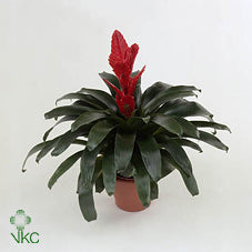 Red Vriesea Kallisto – 10.5cm Pot