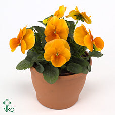 Viola Cornuta ‘Tangarine’ – 23cm Pot