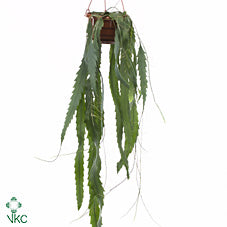 Lepismium houlletianum – 21cm Pot