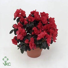 Azalea Rhododendron simsii – 12cm Pot, 25cm High