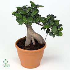 Ficus Ginseng Bonsai (Ficus microcarpa) – 27cm Ceramic Pot