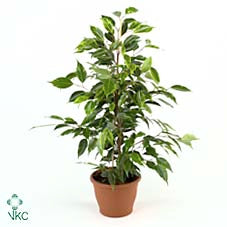 Weeping Fig ‘Anastasia’ (Ficus benjamina) – 17cm Pot