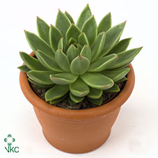 Echeveria agavoides Succulent – 8.5cm Pot