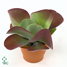 Kalanchoe Oricula Green Houseplant – 10.5cm Pot