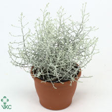 Calocephalus Brownii Silver Bush – 26cm Pot