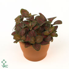 Fittonia ‘Joly Josan’ Nerve Plant – 8.5cm Pot