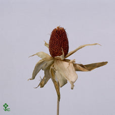 Strawberry Corn Ornamental Stem – Zea mays