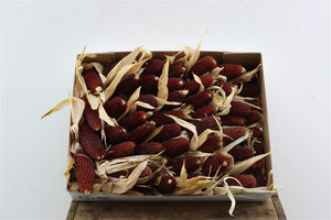 Ornamental Zea Mays Strawberry Grass