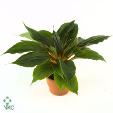 Chlorophytum ‘Fire Flash’ Spider Plant – 12cm Pot